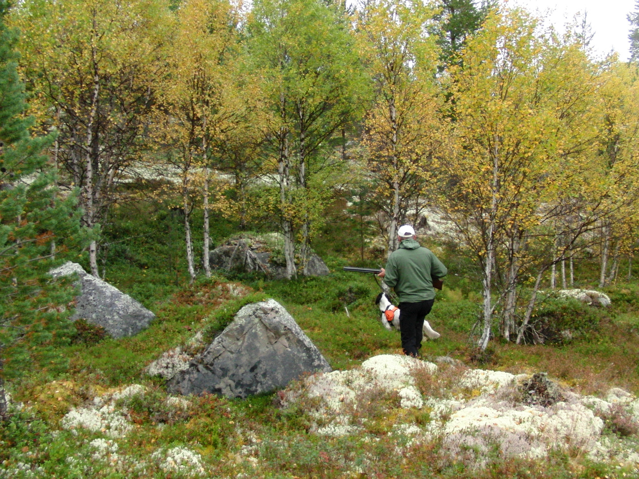 Her satt det en orrhane....